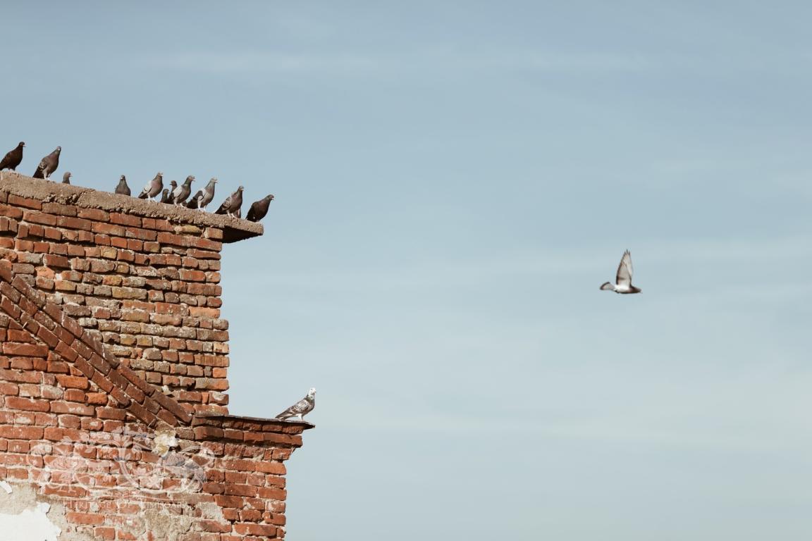 Cu ce rămânem după demolarea Morii Prohaska?